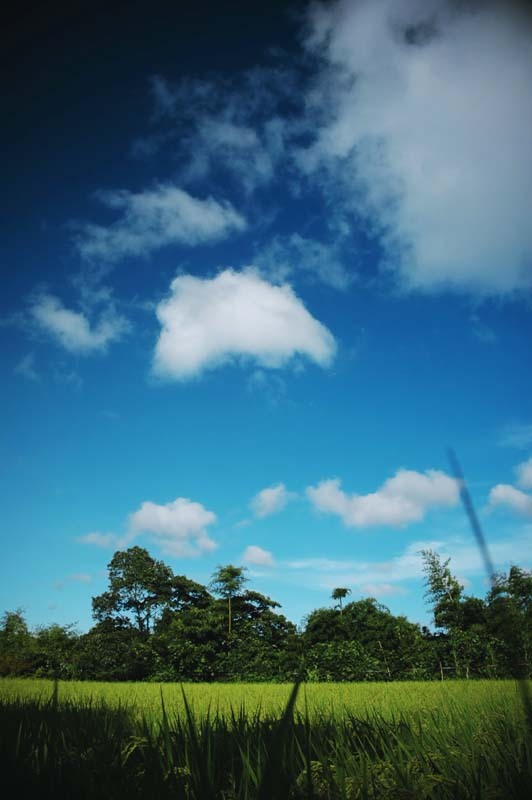 田んぼと青空