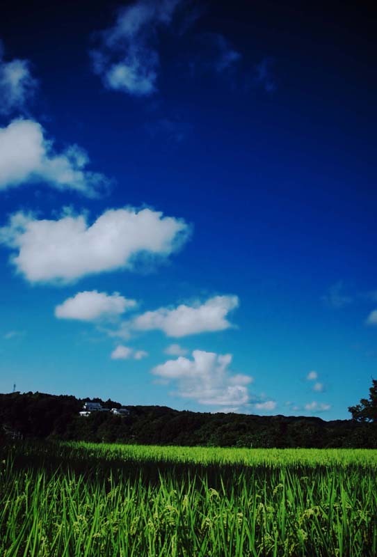 田んぼと青空