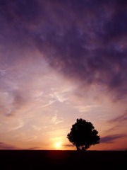 夕日