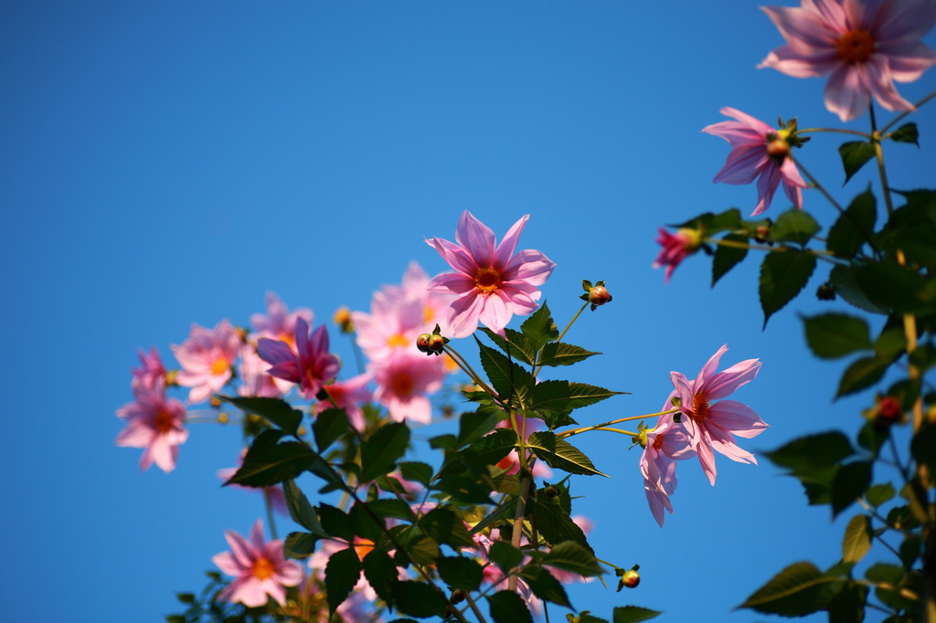 花と青空
