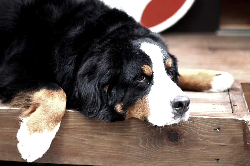 dog