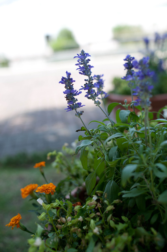 20110725-IMG_2575