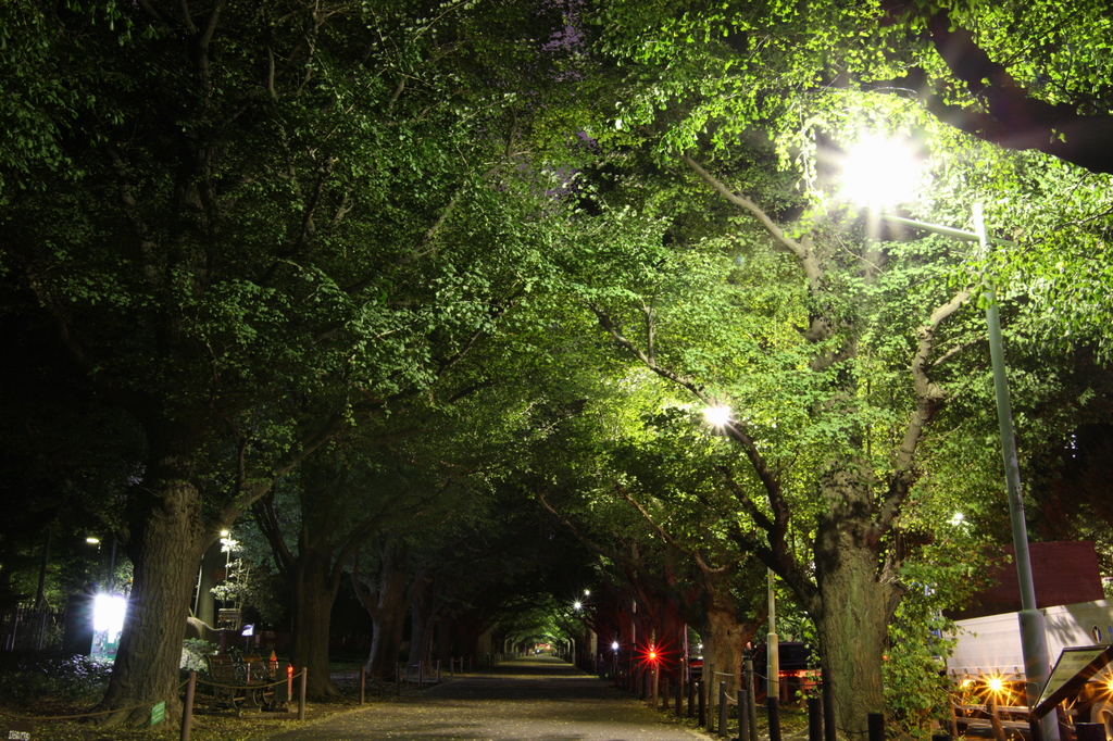 夜の散歩道