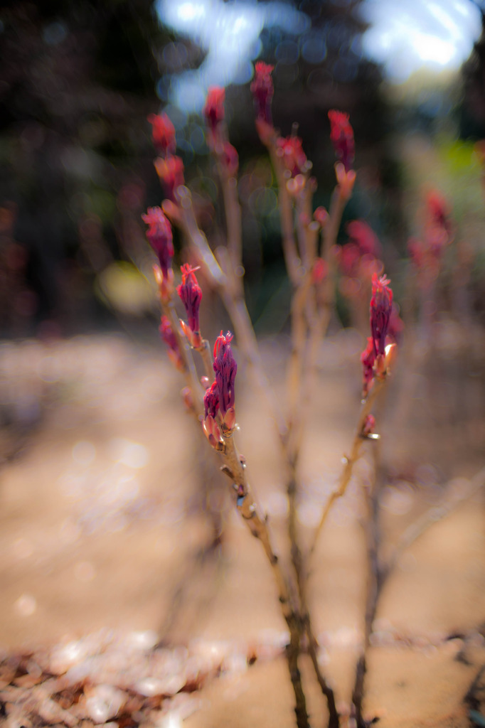 20110326-IMG_4942