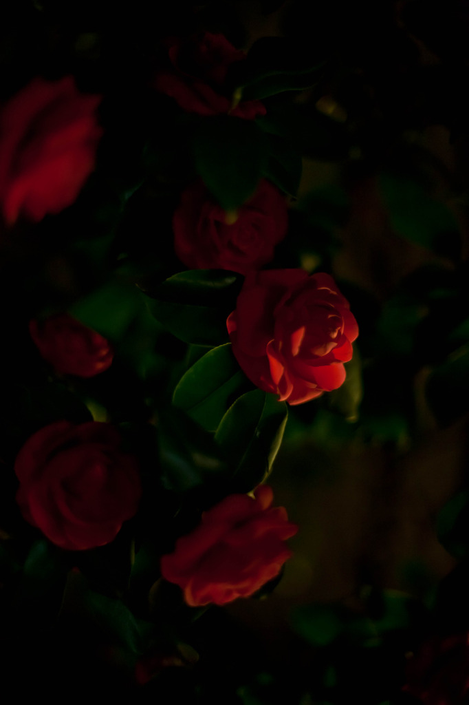 20110417-IMG_8503