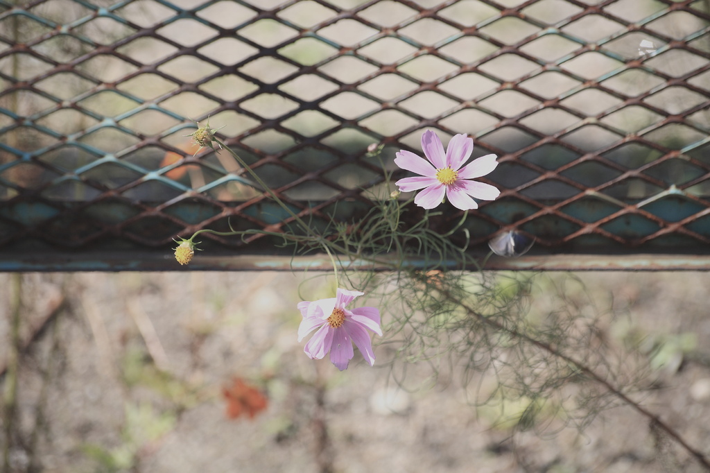 道端に咲く花