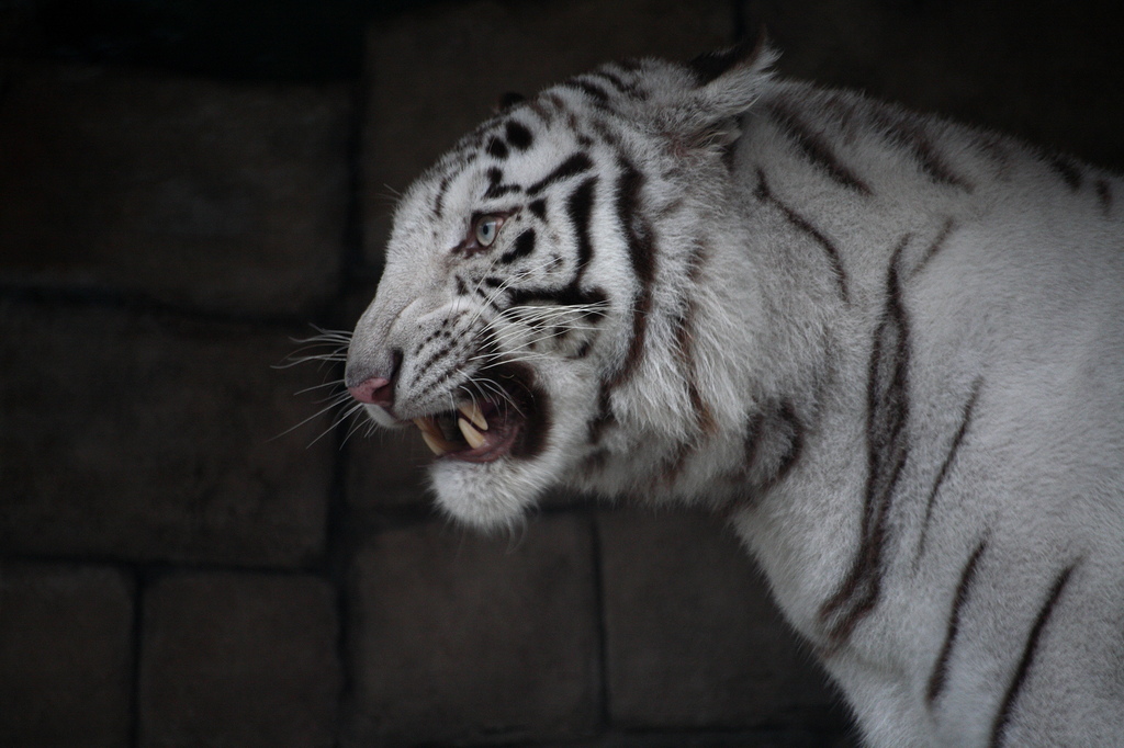 WHITE TIGER