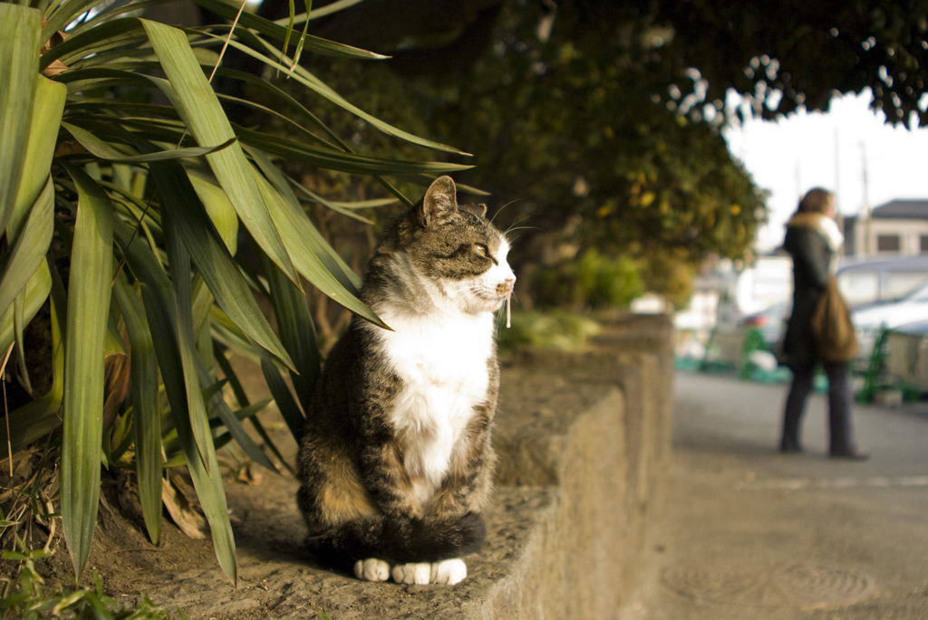 哀愁猫ハナタレを諦めた