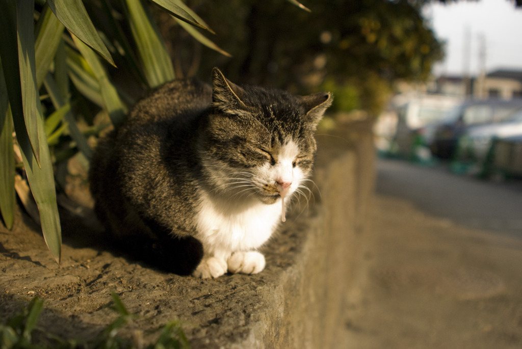 哀愁猫ハナタレ記録更新中