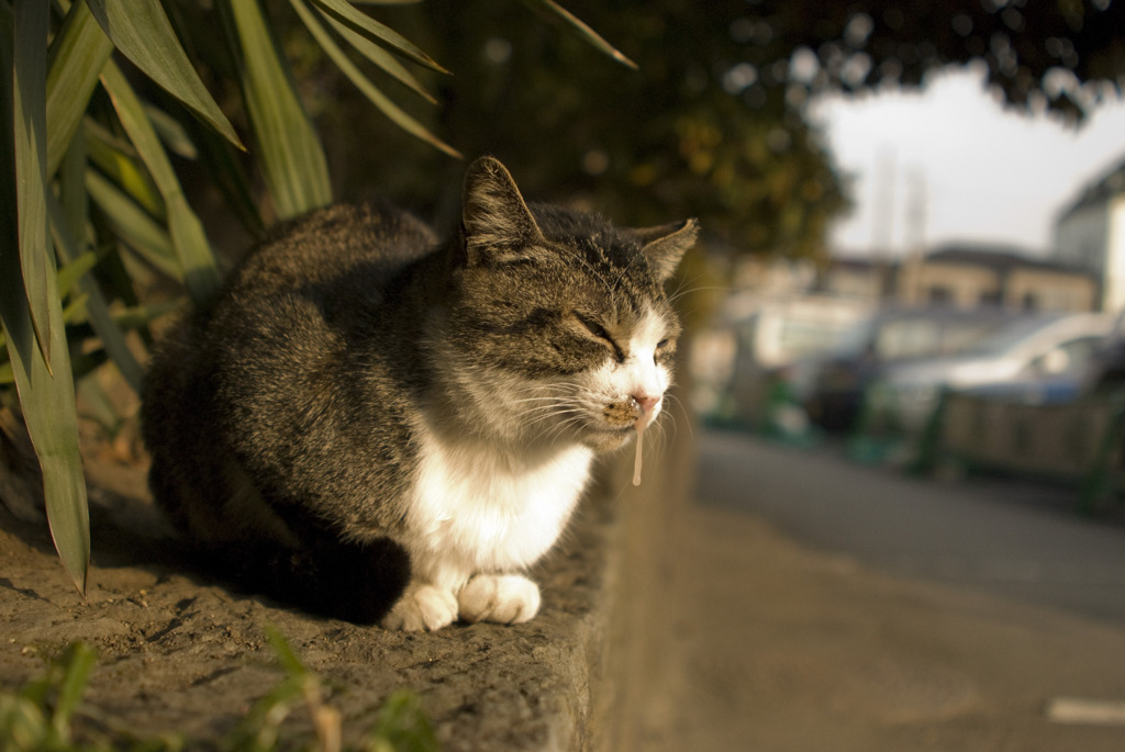 ハナタレ哀愁猫