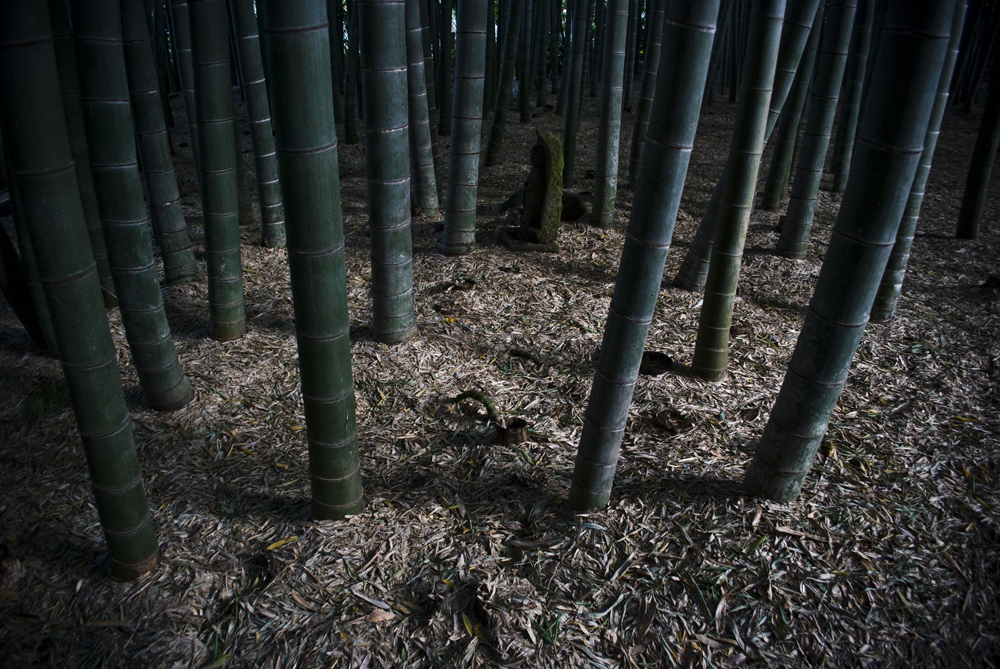 報国寺の幻想竹