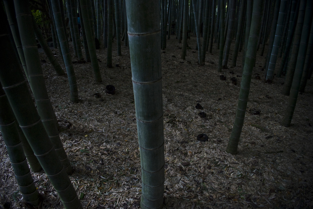 報国寺の竹林