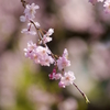 新宿御苑・しだれ桜