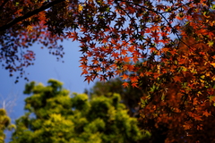 平林寺・紅葉（2）