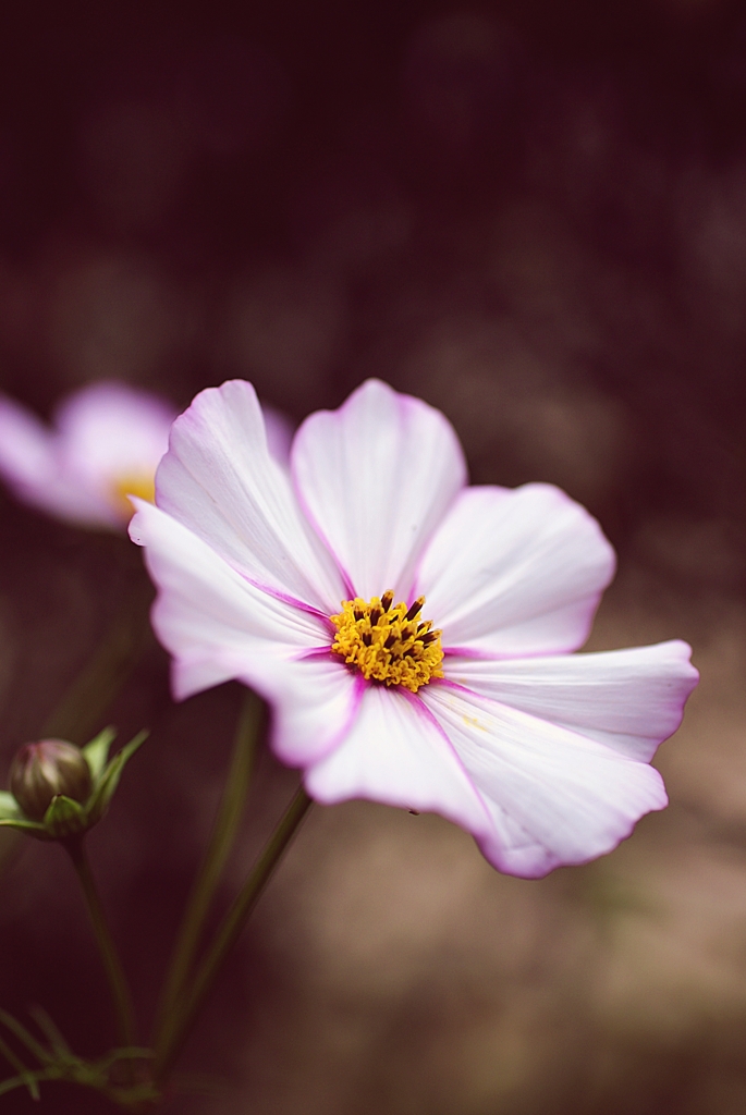 秋桜