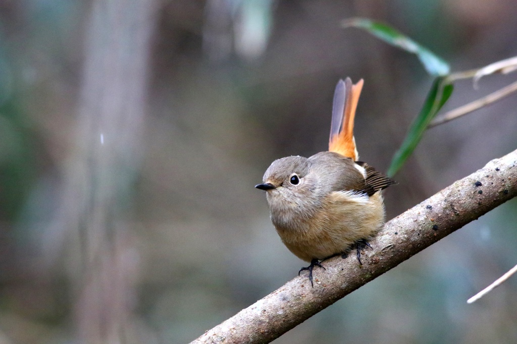 iso6400