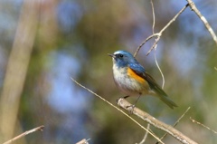 幸せの青い鳥