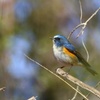 幸せの青い鳥