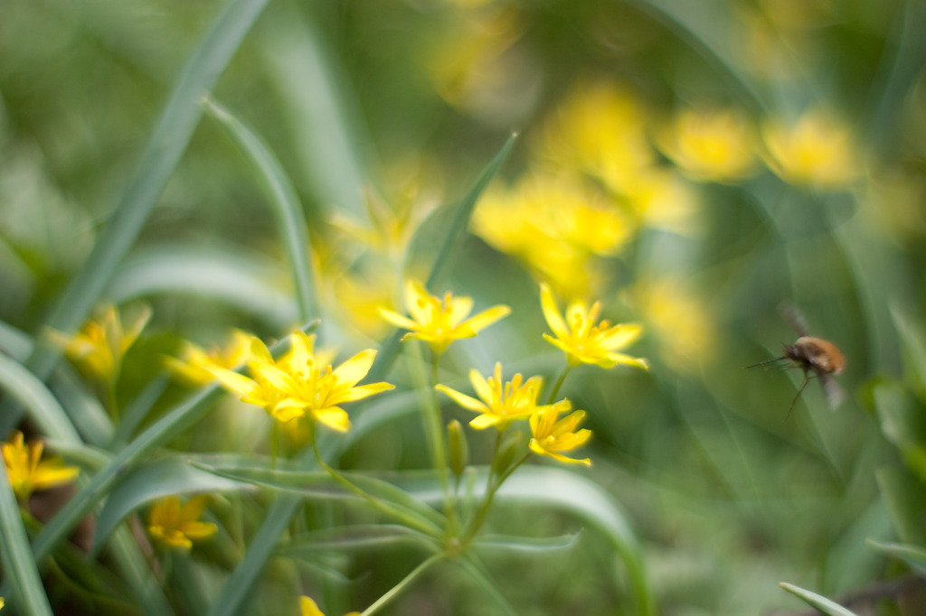 黄花甘菜