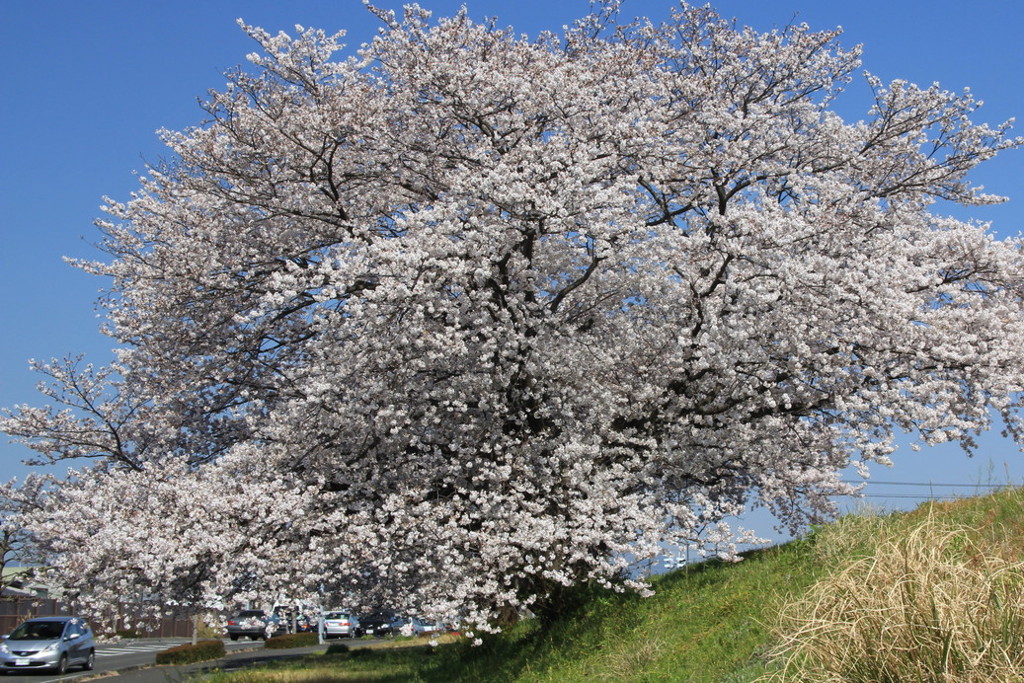 大桜