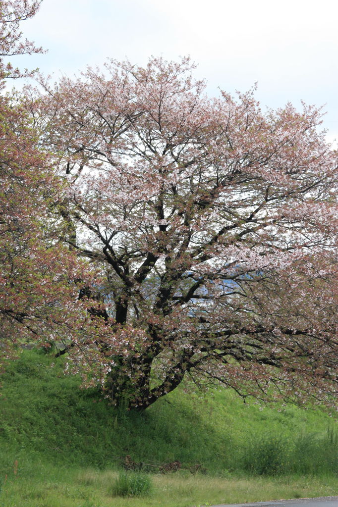 葉桜