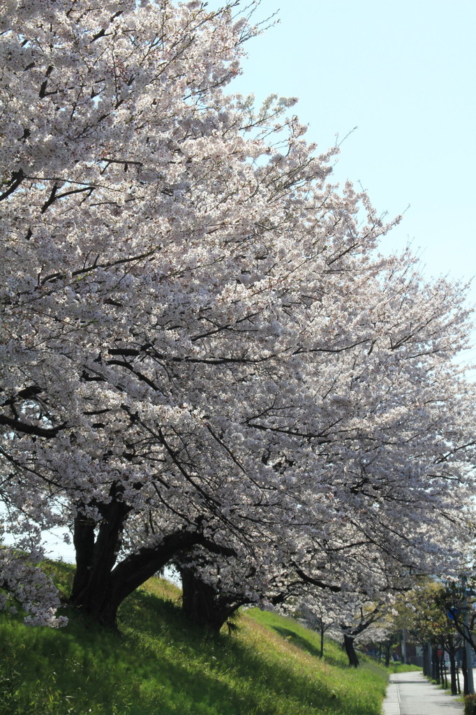 散歩桜