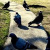 鳩とのひととき