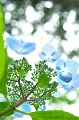 天を仰ぐ紫陽花