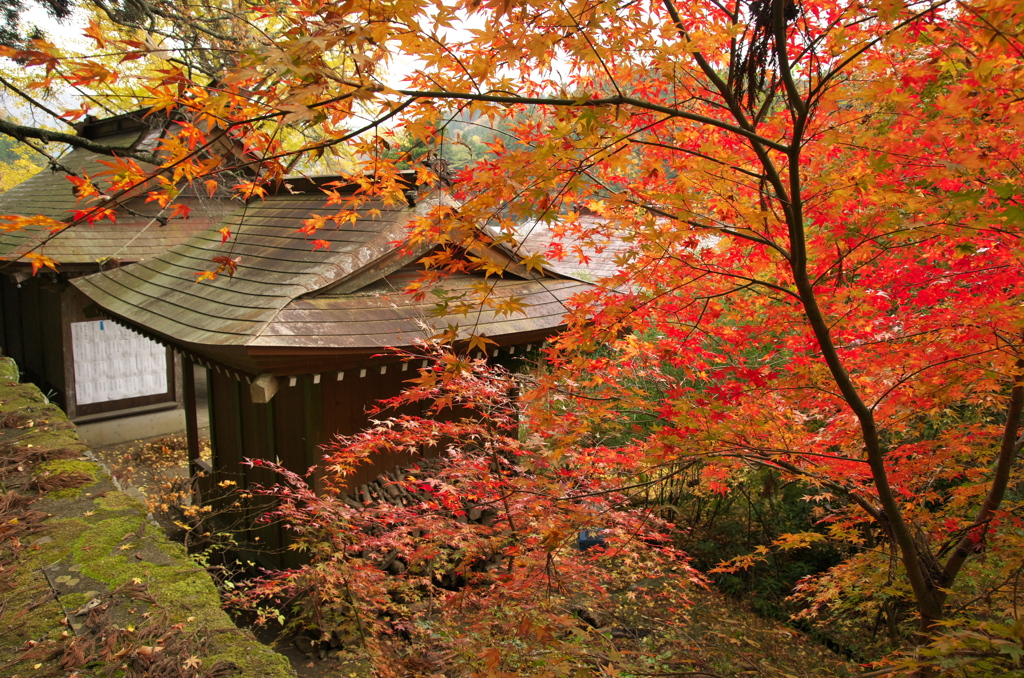 屋根萌