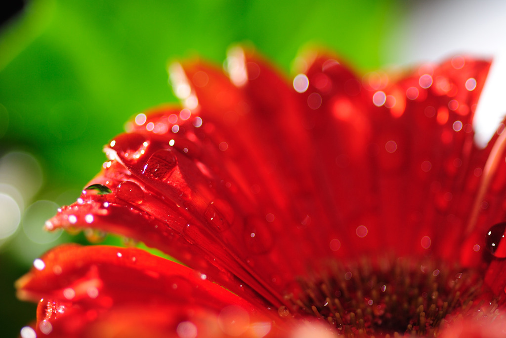 ガーベラにシュッシュ