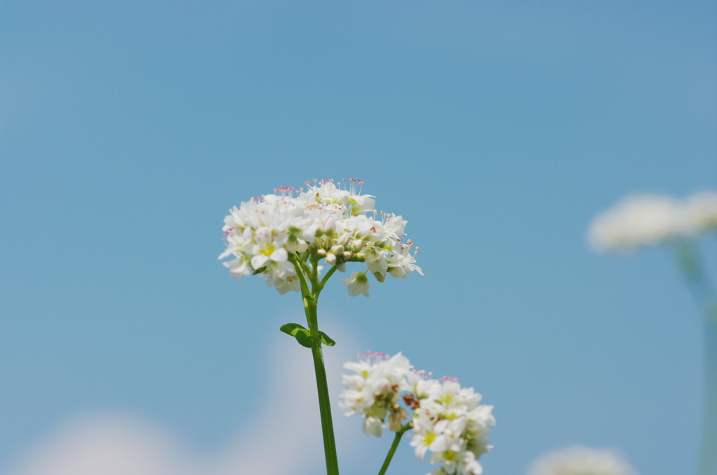 そば花の雲