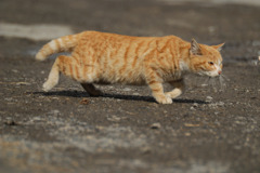 のらｎｙａ