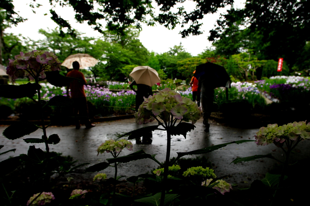 傘の花ひらく