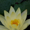 黄色い睡蓮
