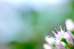 花月（金のなる木）