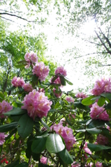 石楠花のその
