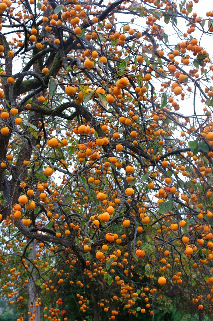 誰かもいでくれよ