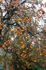 誰かもいでくれよ