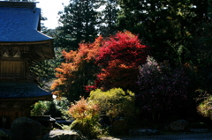 山門と紅葉