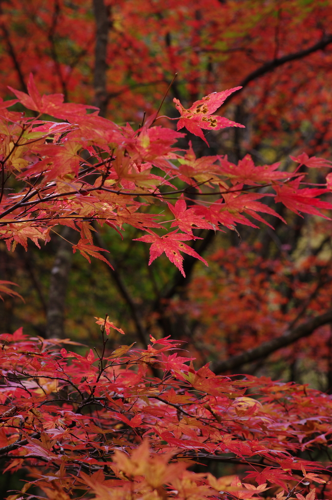 江竜田でみた紅２