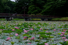 埋め尽くす蓮