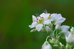 純白の花