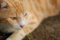 野良nya
