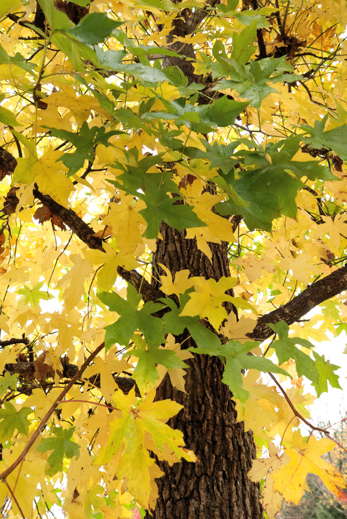 この木なんの木