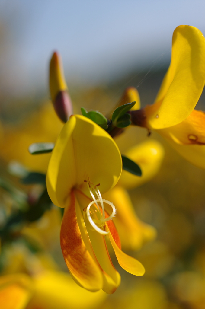 この花な～に？