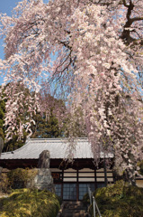 松雲寺観音しだれ桜