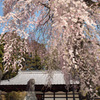 松雲寺観音しだれ桜