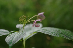 姿が変わっても君には雨が似合う
