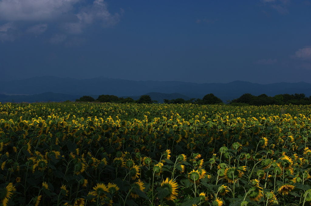 さよなら・・・夏