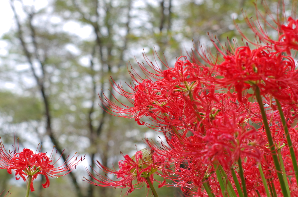 紅潤う